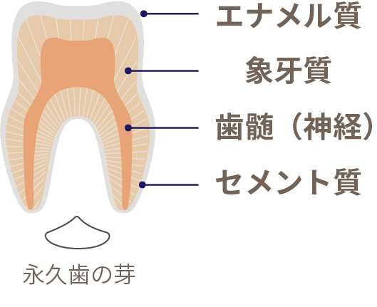 岩手県盛岡市の歯医者・インプラント歯科「高橋衛歯科医院」｜乳歯の構造イメージ