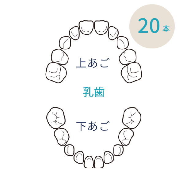 岩手県盛岡市の歯医者・インプラント歯科「高橋衛歯科医院」｜上顎・下顎の乳歯のイメージ