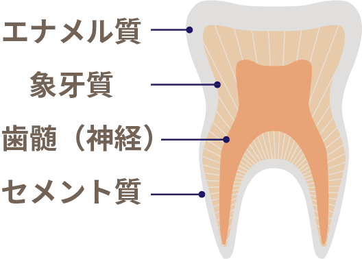 岩手県盛岡市の歯医者・インプラント歯科「高橋衛歯科医院」｜永久歯の構造イメージ