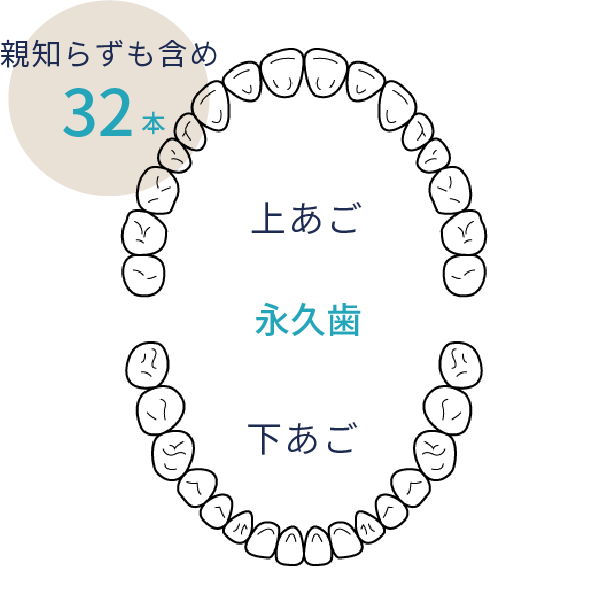 岩手県盛岡市の歯医者・インプラント歯科「高橋衛歯科医院」｜上顎・下顎の永久歯のイメージ